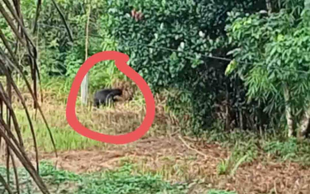 Beruang Madu Masuk Pemukiman Resahkan Warga, BKSDA Pangkalan BUN Turun Tangan