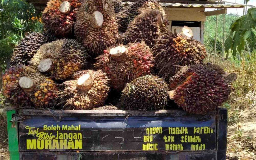 Tersangka Mengaku Curi Sawit karena Diajak