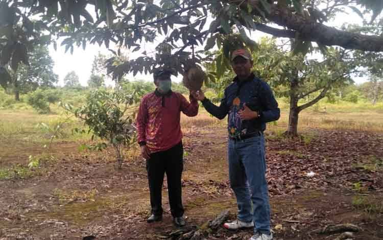DKKP Sukamara Diminta Kembangkan Buah Durian di Agrowisata