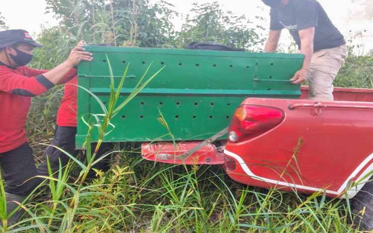 3 Pekan Tak Muncul, Beruang di Kawasan Ini Diyakini Telah Pulang ke Habitatnya