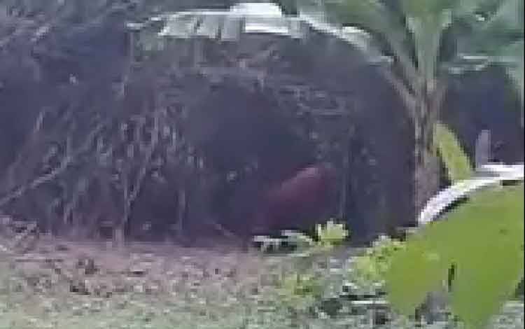 Orangutan Masuk Permukiman Warga di Desa Baung