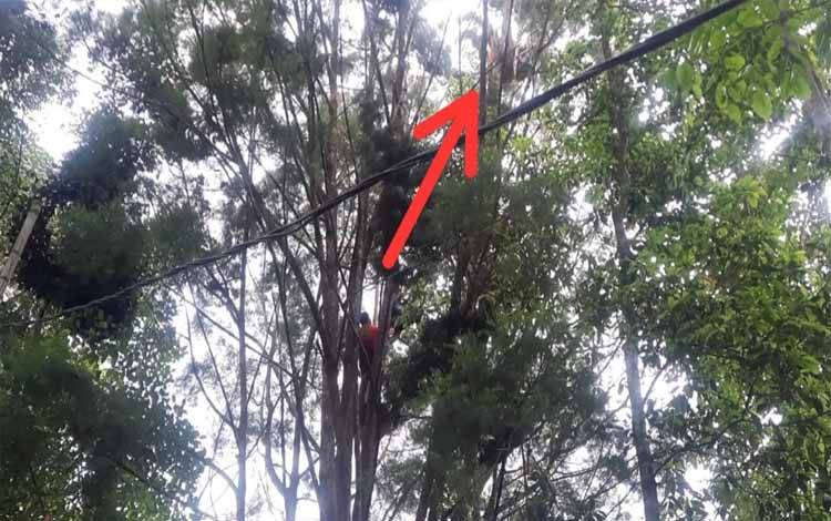 Dramatis, Evakuasi Orangutan di Kawasan Bandara Haris Ditembak Bius 5 Kali