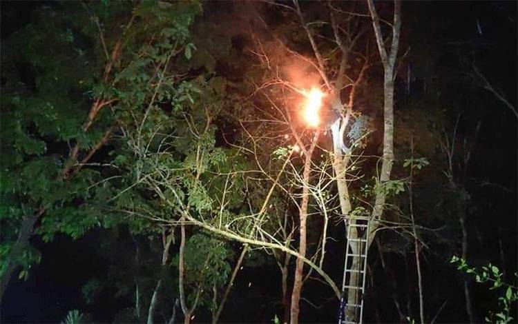 Video: Detik-Detik Pemusnahan Sarang Tawon Mematikan saat Malam Hari