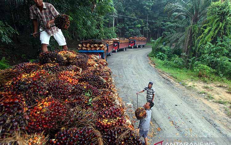 Apkasindo Minta Pemerintah Lindungi Sawit dari Kampanye Hitam Asing