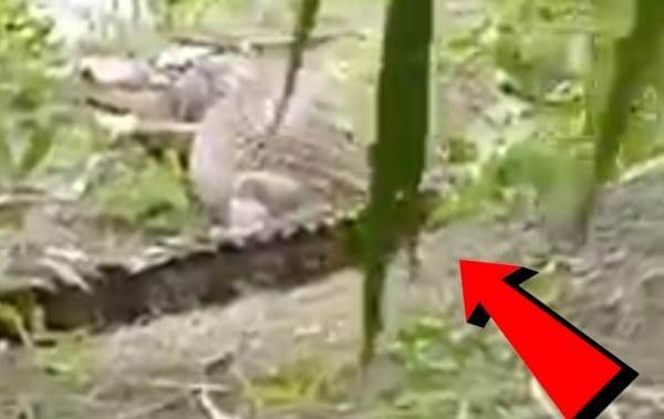 Video: Penampakan Buaya Besar di Sungai Sepihan