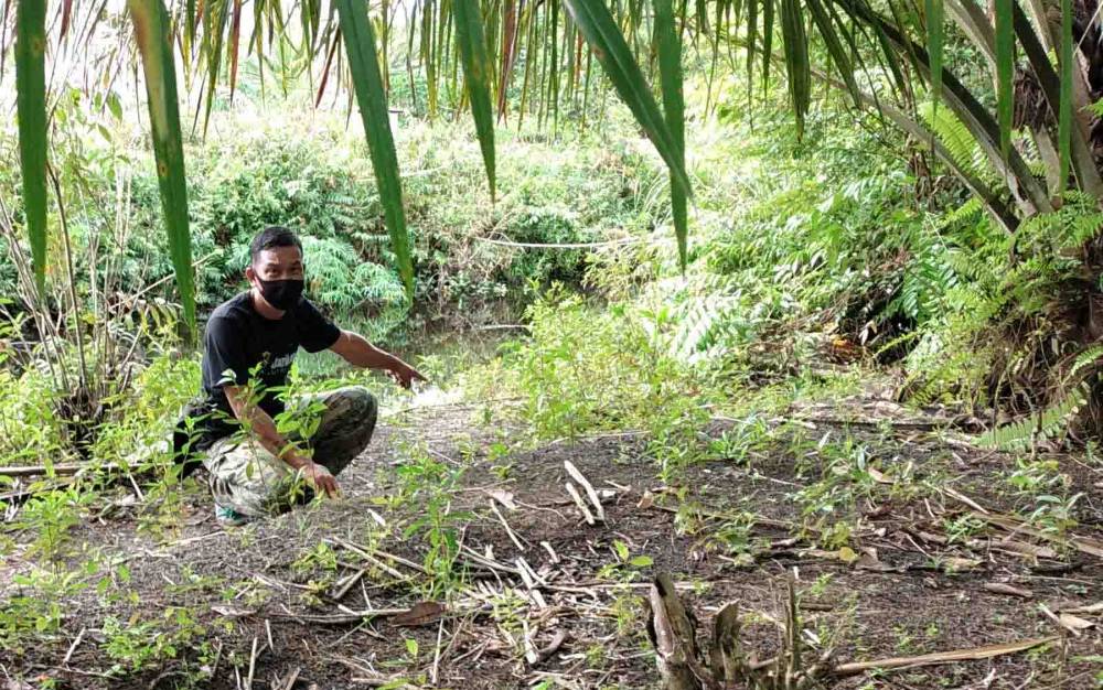 BKSDA Telusuri Keberadaan Buaya Berjemur di Tepi Sungai Sapihan
