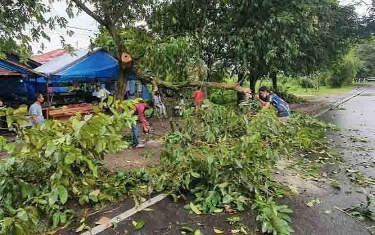 2 Orang Terluka Setelah Tertimpa Pohon Tumbang