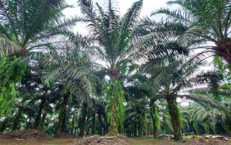 Kebun kelapa sawit milik PT Perkebunan Nusantara VIII (Persero) di Cikidang Sukabumi Jawa Barat
