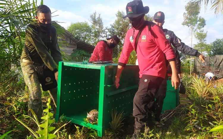 BKSDA Kembali Pasang Perangkap Beruang di Kebun Kepala Dinas Kotim