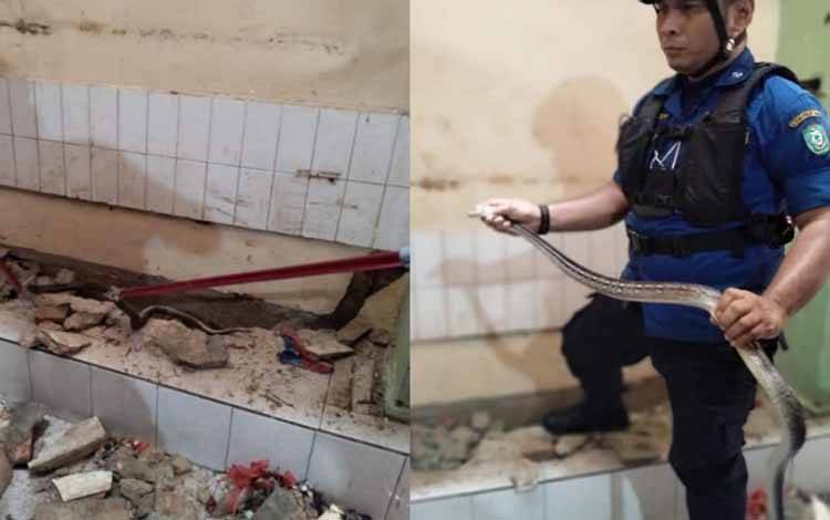 Tangkap Lanang Sapi, Petugas Terpaksa Jebol Rumah Warga di Sampit