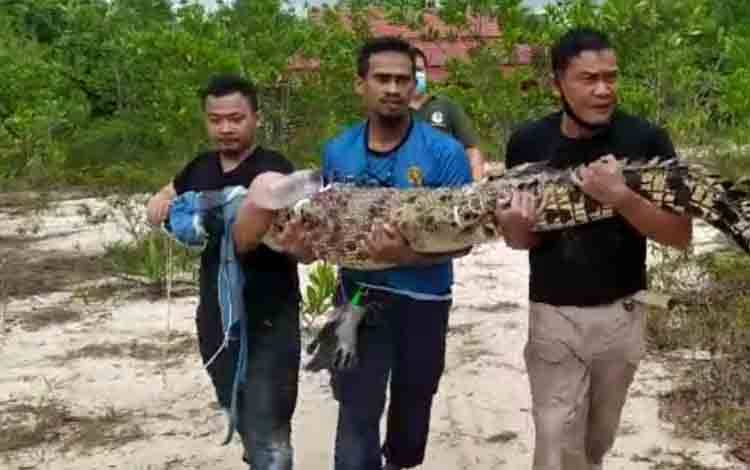 BKSDA, Damkar Kobar dan Komunitas Pencinta Reptil Tangkap Buaya Di Kolam Bekas Kerukan Pasir