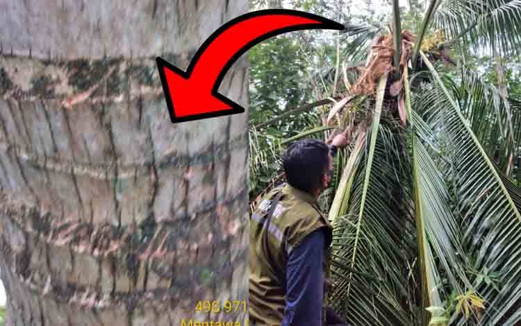 Hewan Ini Juga Nih yang Obrak-abrik Pohon Kelapa Warga di Lingkar Kota Selatan Sampit