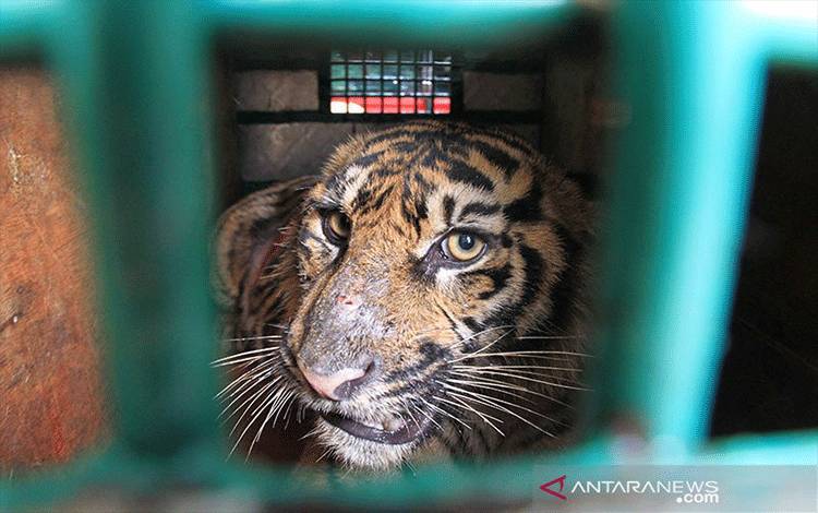Direktur KLHK: Pembalakan Liar Ancam Kepunahan Harimau Sumatera