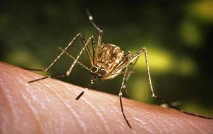 Rusia Peringatkan Potensi Kenaikan Kasus Virus West Nile