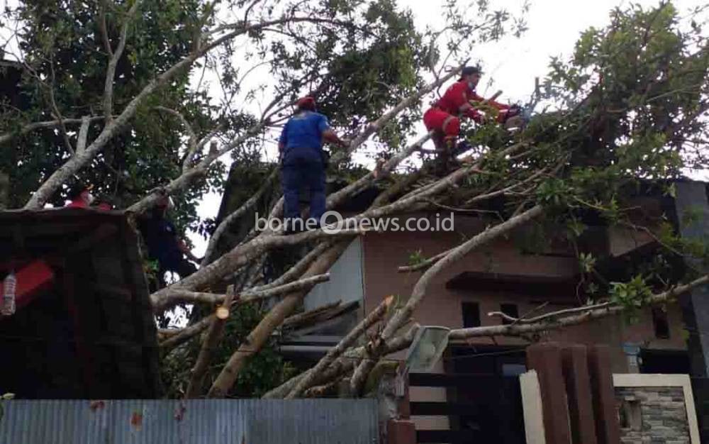 Pohon Tumbang Timpa Rumah Warga di Kelurahan Madurejo