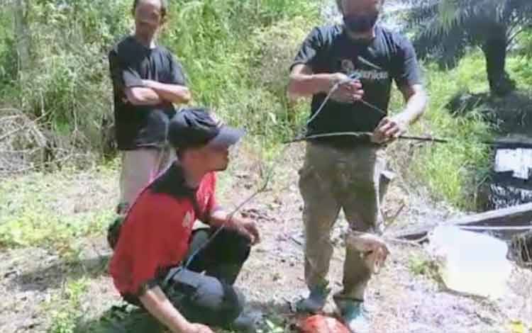 Umpan Membusuk, Belum Ada Tanda-Tanda Buaya Sungai Sapihan?