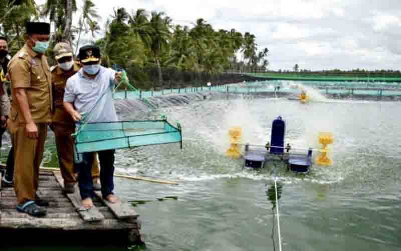 Tambak Udang Vaname Kalteng Diharapkan Rebut Pasar Internasional