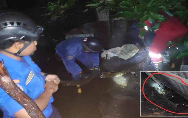 Seorang Ibu Kaget Lihat Ular 5 Meter di Kandang Bebek