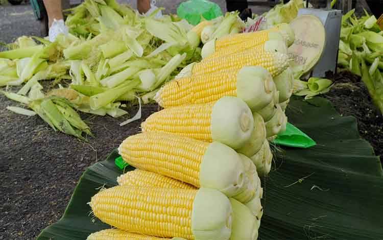 Budidaya Tanaman Jagung di Rutan Palangka Raya Dipanen