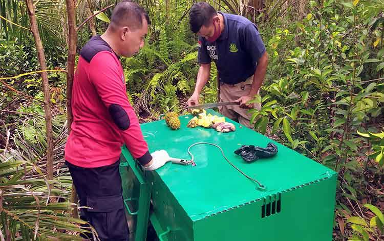 BKSDA Pasang Umpan Khusus Tarik Kedatangan Beruang Madu di Jalan Samekto Barat