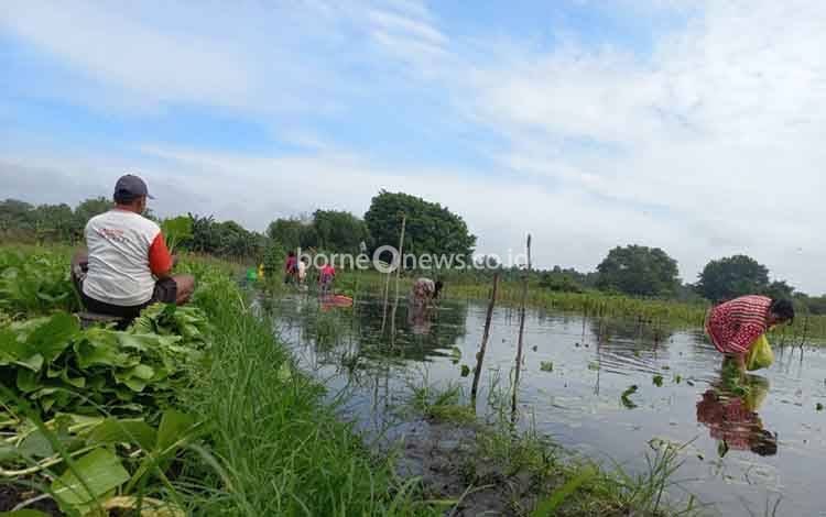 Terendam Banjir, Tanaman Sayur Petani Kobar Terancam Gagal Penen