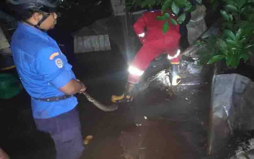 Waspada! Satwa Liar Keluar Sarang saat Banjir