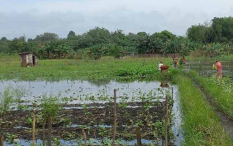 Daerah Rawan Banjir, Petani Harus Pahami Geografis Alam
