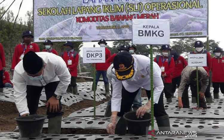 Kepala Badan Meteorologi, Klimatologi, dan Geofisika (BMKG) Dwikorita Karnawati menanam bawang merah pada pembukaan Sekolah Lapang Iklim (SLI) Operasional Komoditas Bawang Merah di Desa Tuksari, Kecamatan Kledung, Kabupaten Temanggung. ANTARA/Heru Suyitno