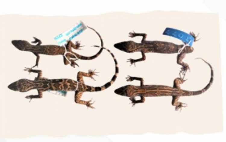 BRIN Temukan Spesies Baru Cecak Jarilengkung dari Kalimantan