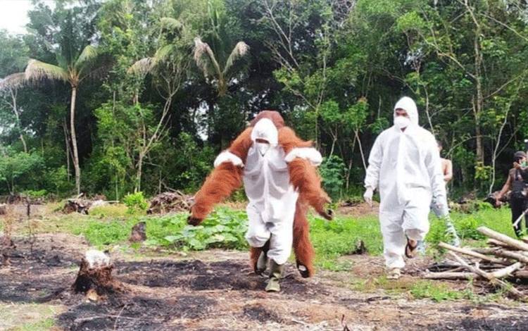 BKSDA Kalteng Evakuasi Orangutan Masuk Perkebunan Masyarakat