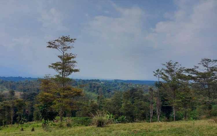 Pohon Gutta Percha yang berada di lahan konservasi Perkebunan Sukamaju milik PT Perkebunan Nusantara VIII di Kecamatan Cikidang Kabupaten Sukabumi Jawa Barat