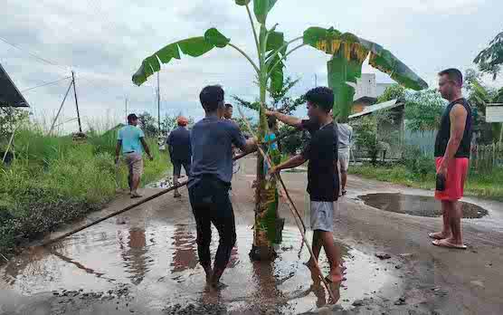 Warga menanam pohon pisang di Jalan Tingang yang mengalami kerusakan parah.