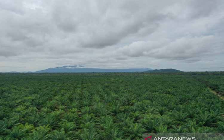 Sertifikasi ISPO Perkebunan Sawit Dinilai Lebih Cepat