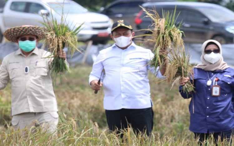 Wagub Kalteng Panen Padi Inpari Nutri Zinc di Kawasan Food Estate