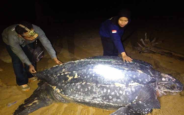 Penyu Terbesar di Dunia Muncul di Pantai Paloh Kalbar