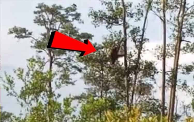 Warga Ketemu Orangutan di Salah Satu Spot Pancing di Sampit