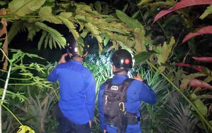 Gagal Telan Seekor Ayam, Ular Besar Menghilang di Semak