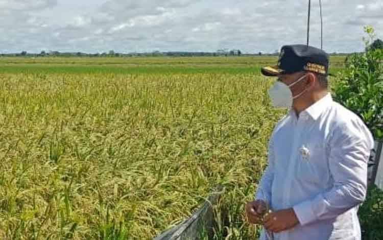 Gubernur Kalteng Sugianto Sabran sedang melihat padi di food estate, Desa Belanti Siam, Kecamatan Pandih Batu, Kabupaten Pulang Pisau yang sudah siap di panen