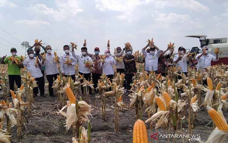 Mentan Pastikan Ketersediaan Jagung di Dalam Negeri Aman