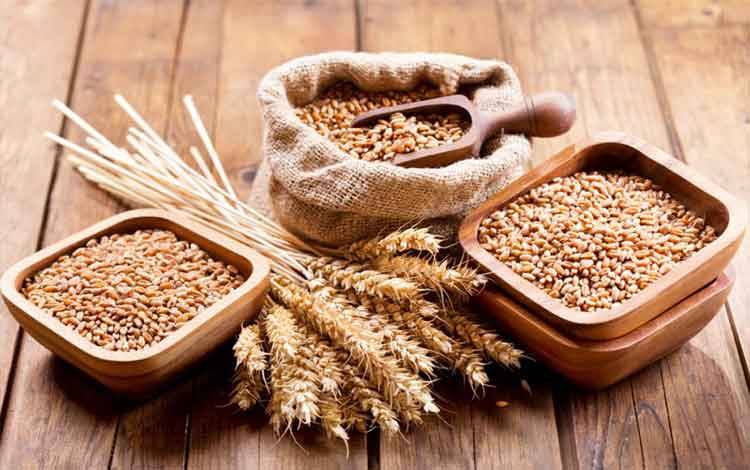 Pemerintah Impor Gandum 300 Ribu Ton untuk Alternatif Pakan Ternak