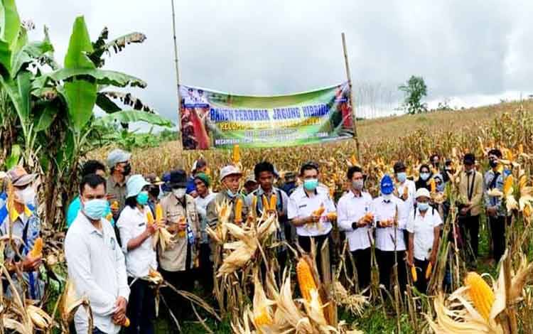 Dinas Pertanian dan BPS Barito Utara Panen Jagung Hibrida
