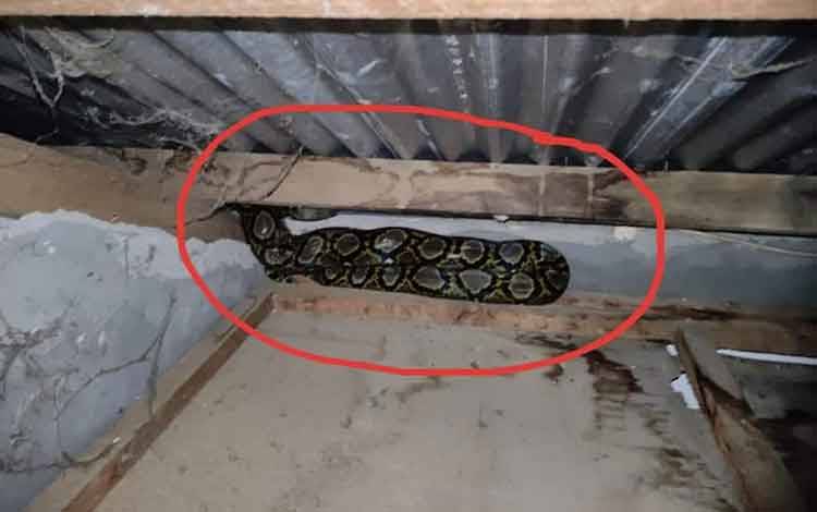 Satpam MTS PPKP Sampit Pergoki Ular Besar Melilit Ayam Peliharaan