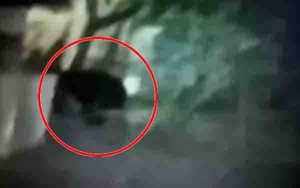 Muncul Lagi, Beruang Mendekat Pusat Kota Sampit
