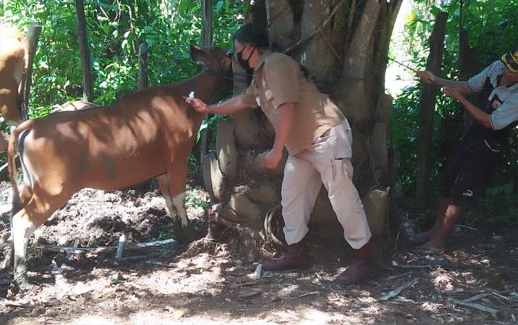 Puluhan Ekor Sapi Mati Diserang Penyakit Jembrana
