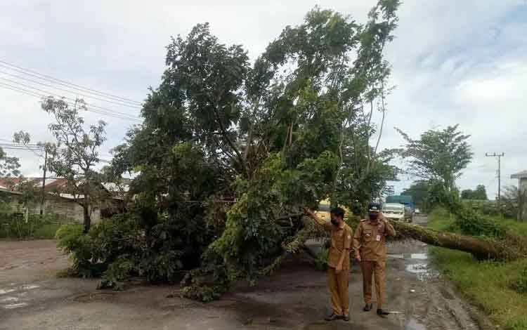 Pohon Tumbang ke Jalan di Sampit saat Hujan Deras Disertai Angin Kencang
