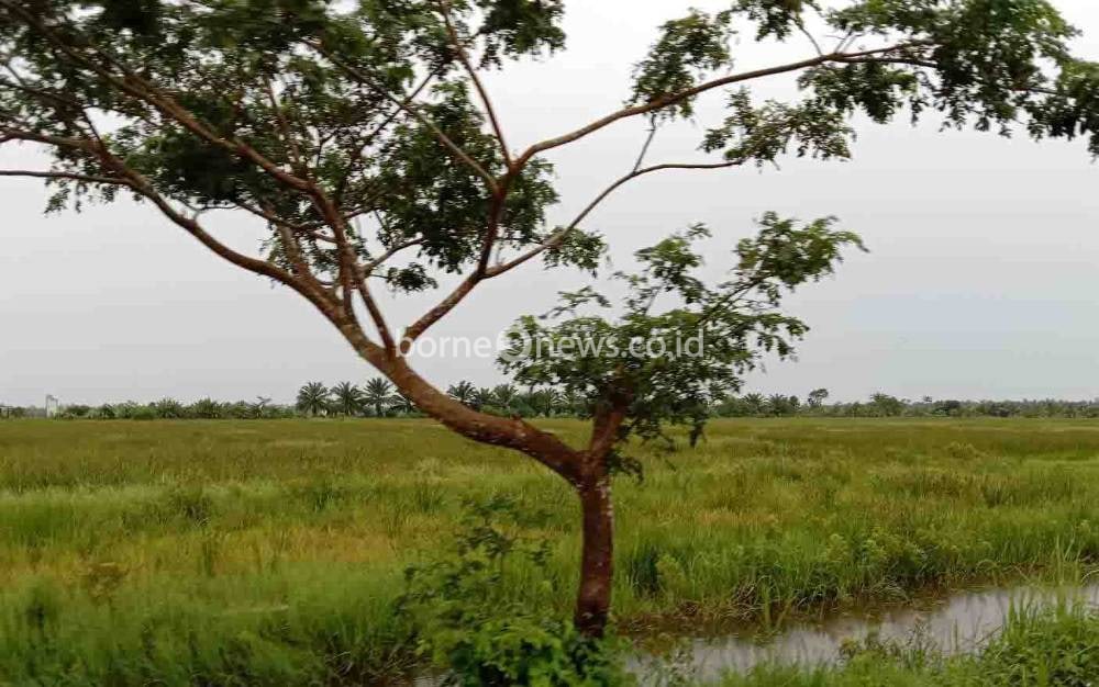 DKPP Seruyan Dorong Petani Kembangkan Varietas Selain Siam Epang