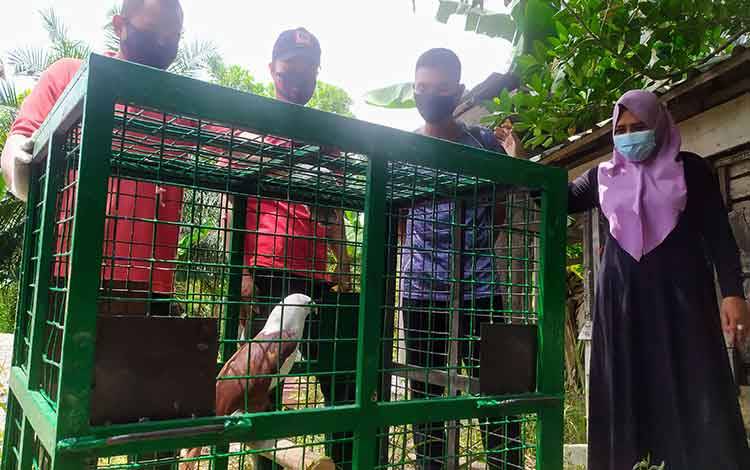 Warga Serahkan Elang Bondol ke BKSDA