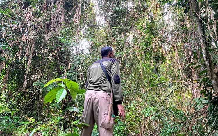 Sehari 2 Kali Laporan Gangguan Orangutan, Begini Hasilnya Setelah BKSDA Cek Lokasi