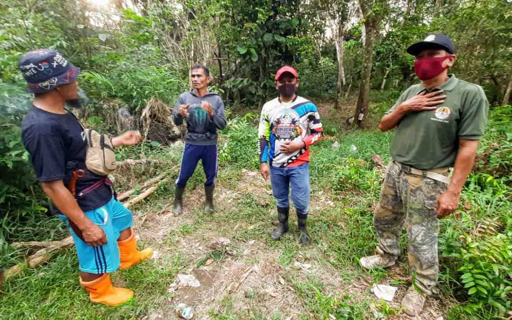 Orangutan di Bapanggang Raya Sudah Berbulan-bulan di Kebun Karet Warga