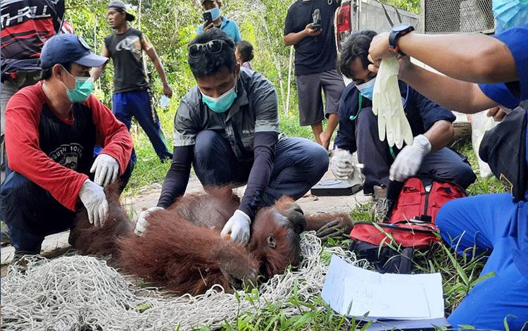 Hasil Swab Negatif, Orangutan di Desa Bapanggang Raya Langsung Dibawa ke Pangkalan Bun